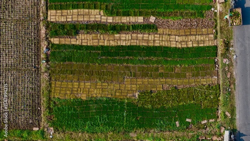 Top-down aerial view of meticulously arranged rice seedling trays, showcasing vibrant green and brown patterns in an agricultural field