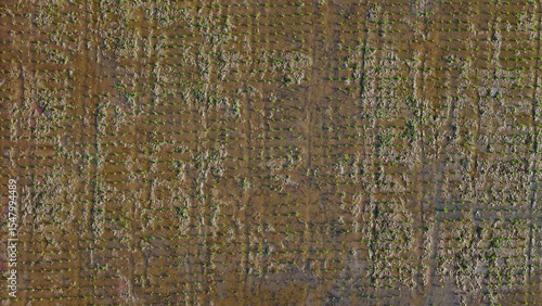 Minimalist top-down aerial view of freshly planted rice seedlings in a muddy paddy, creating a dotted green pattern on brown