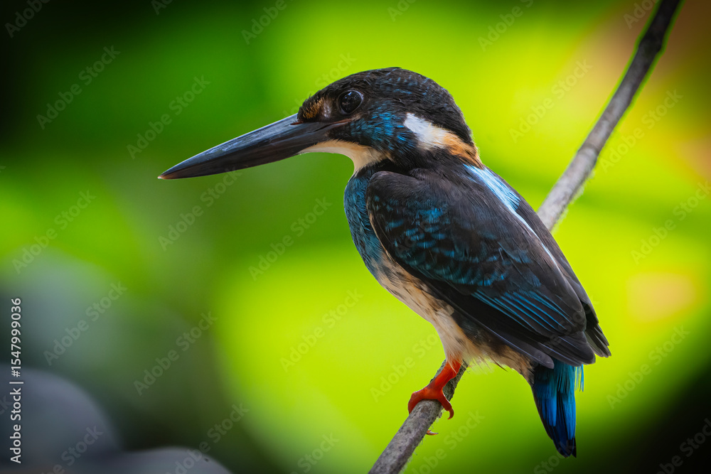 Fototapeta premium blue-banded kingfisher (Alcedo peninsulae)