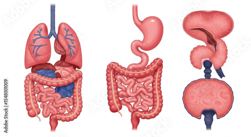 anatomy of the human digestive system 