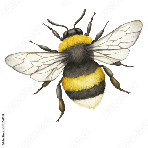 Wall Mural Watercolor bumblebee illustration on transparent background.