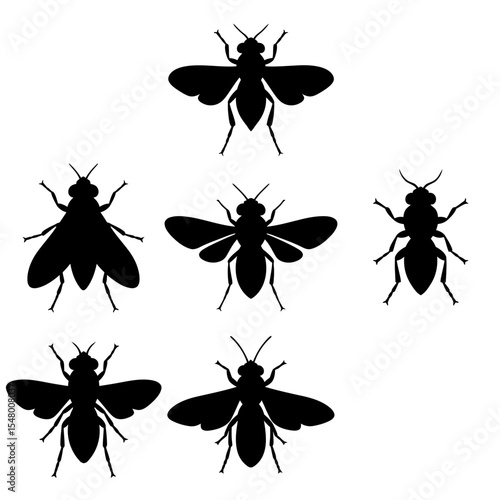 Black Silhouette Variety of Insects Showing Anatomy and Structure Pests Flies Mosquitoes Hornets Gnats and Other Bugs on White