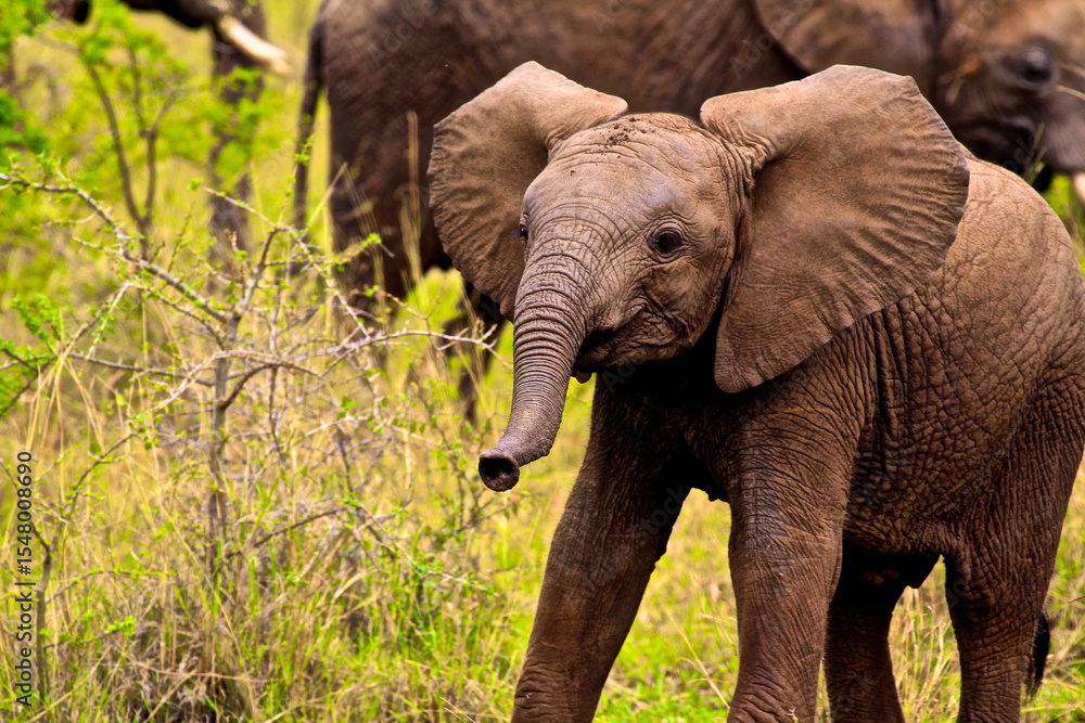 Obraz premium Elephant Calf
