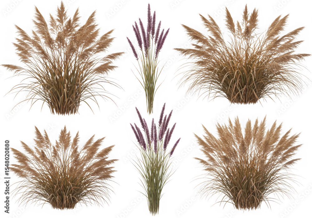 Fototapeta premium Pampas grass and purple fountain grass collection