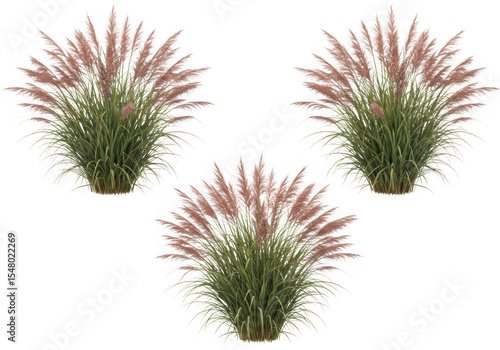 Three pink muhly grass plants on black background