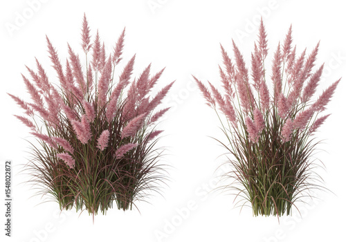 Two pink muhly grass plants isolated on black