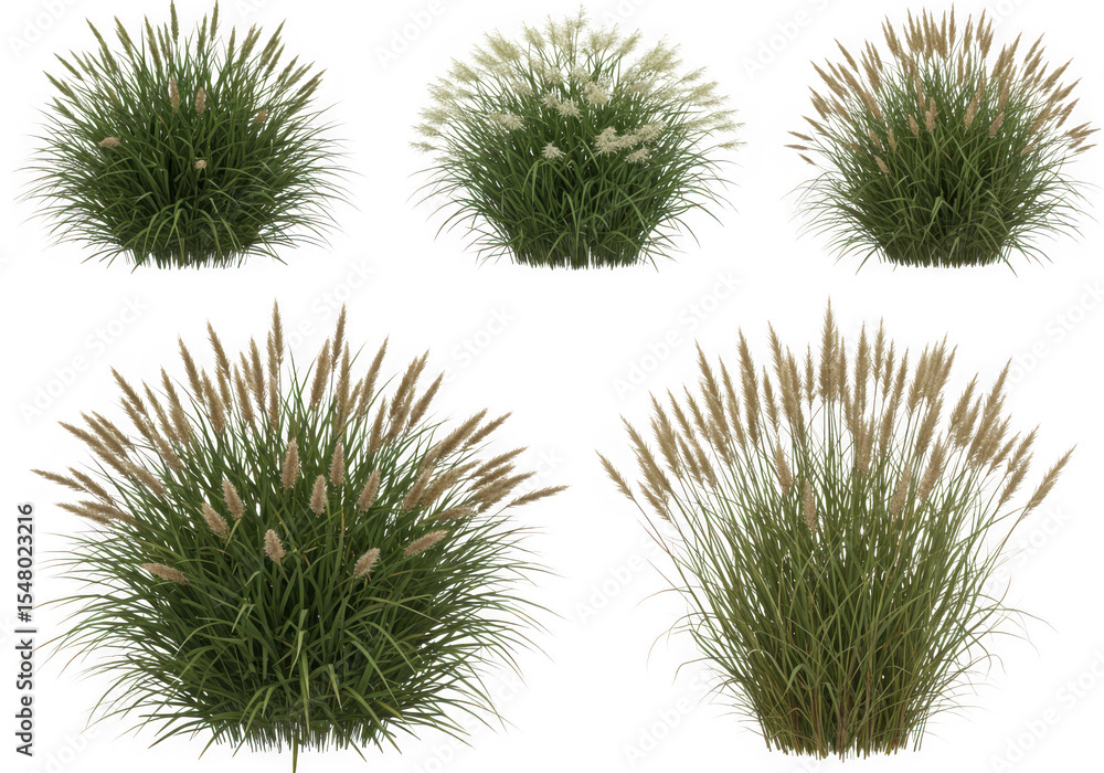 Six varieties of ornamental grass plants Six varieties of ornamental grass plants