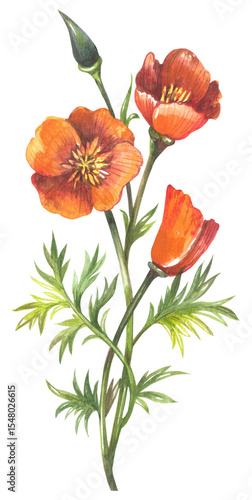 California poppy. Watercolor hand drawing painted illustration.