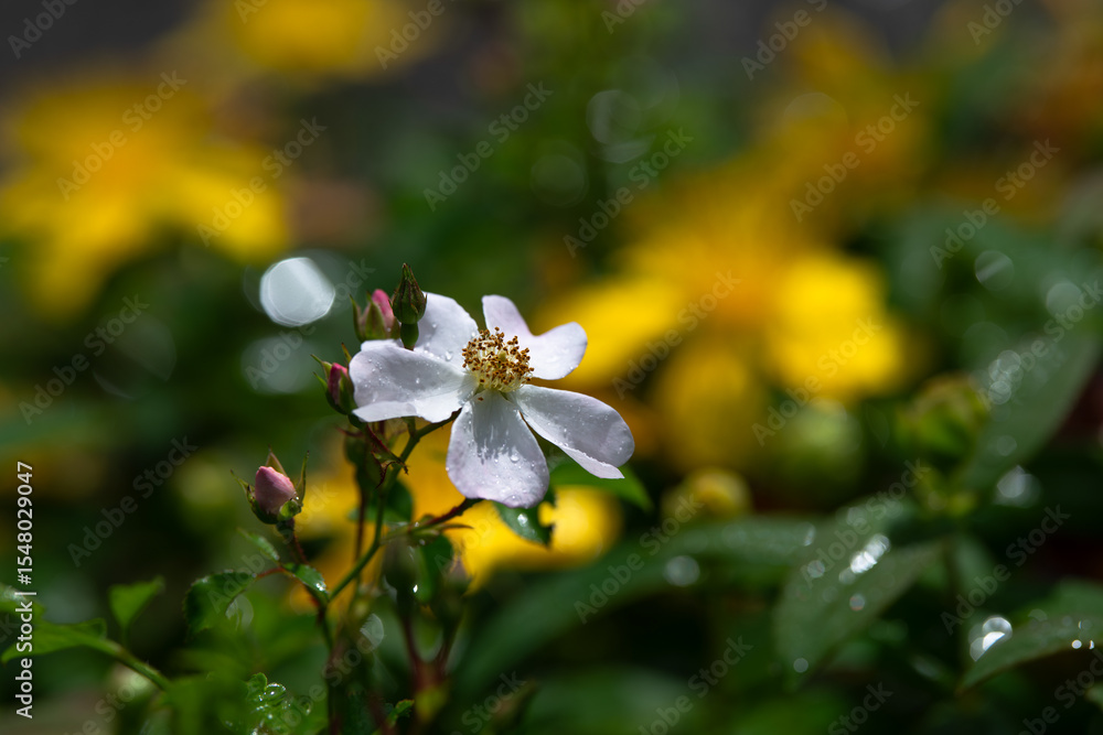 Fototapeta premium Flower of sweetbrier or wild rose after a spring shower