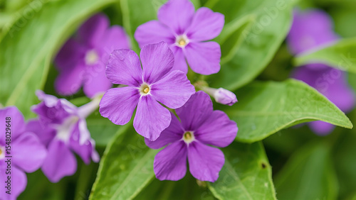 Bright purple five-petaled flowers bloom with soft yellow centers, framed by deep green leaves—the close-up view captures the tender textures as if nature is smiling in the hush of a spring morning