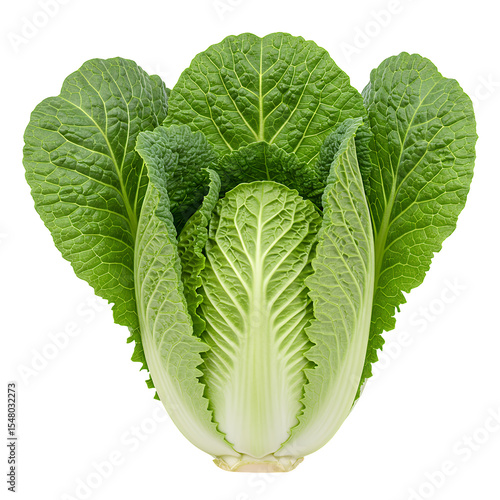 Fresh green Napa cabbage with tightly packed leaves, isolated on transparent background. Detailed view of texture and color