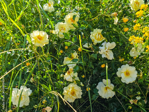 Blooming Flower Bed in Garden Colorful Floral Display