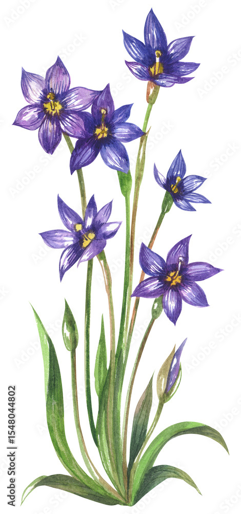 Φωτογραφία Western blue-eyed grass