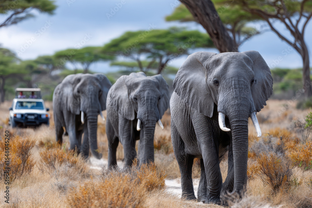 Obraz premium Elephants walking through dry grassland under cloudy skies in a national park