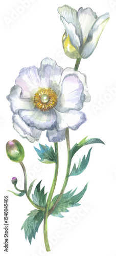 Photography Matilija poppy. Watercolor hand drawing painted illustration.