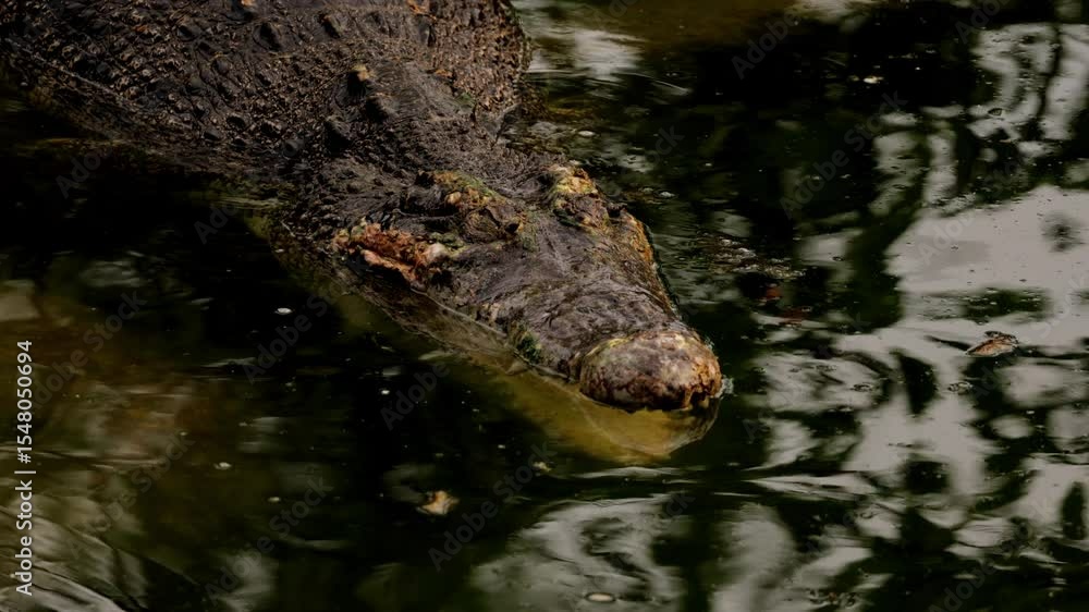 Freshwater crocodile swimming in the Barron River near Kuranda on a sunny day, north queen island, Australia. Closeup dangerous crocodile hiding have rest underwater before hunting. Wildlife of Africa Freshwater crocodile swimming in the Barron River near Kuranda on a sunny day, north queen island, Australia. Closeup dangerous crocodile hiding have rest underwater before hunting. Wildlife of Africa