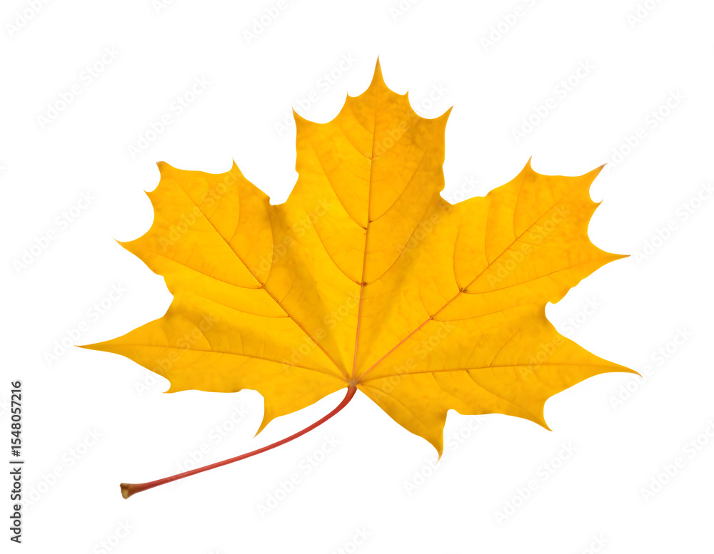 custom made wallpaper toronto digitalVibrant Yellow Maple Leaf – Isolated PNG, AI Generated Autumn Nature Element

