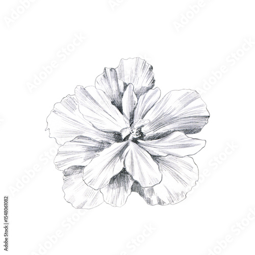Hibiscus flower pencil sketch. Hand drawn botanical illustrations. Great for tattoo, invitations, greeting cards.