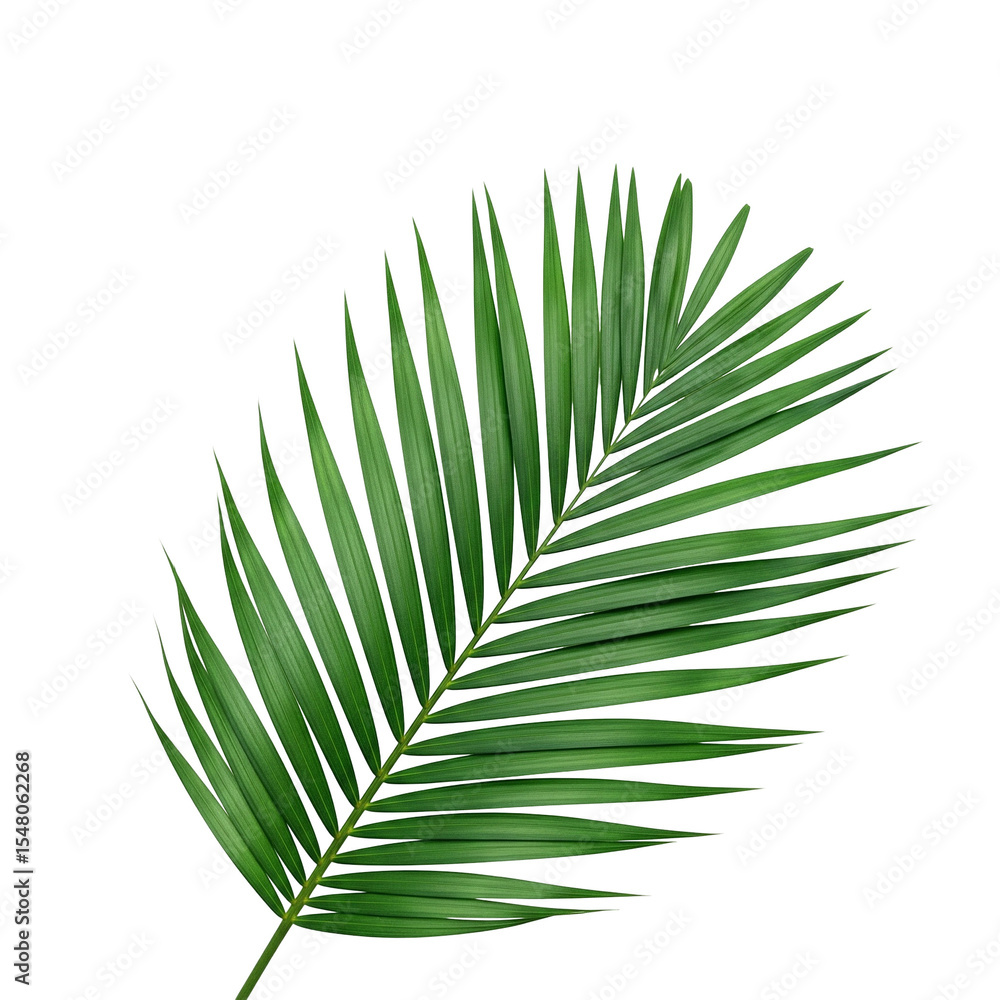 Obraz premium palm leaf isolated on white