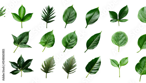 Various green leaf designs showcasing different shapes and styles suitable for nature-themed 