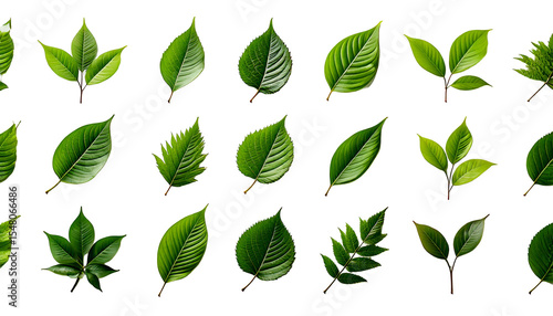 Various green leaf designs showcasing different shapes and styles suitable for nature-themed 