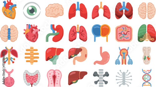 Colorful Vector Icons of Internal Human Organs for Medical, Biology, and Anatomy Design Applications