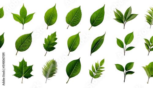 Various green leaf designs showcasing different shapes and styles suitable for nature-themed 