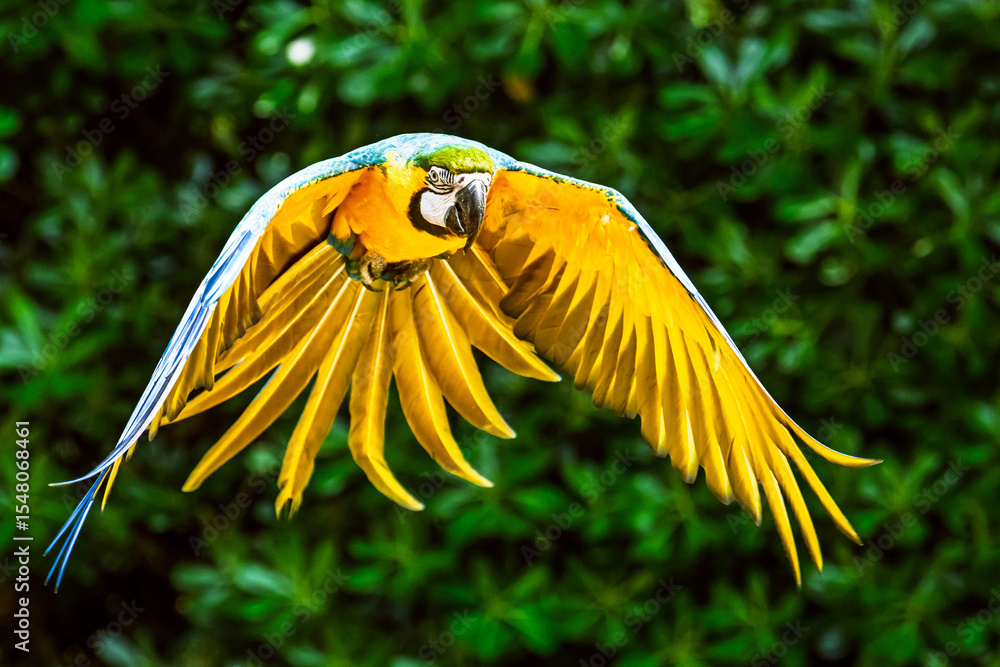 Fototapeta premium Blue-and-yellow macaw, Ara ararauna, bird in flight