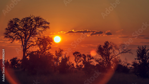 Sunset in savannah in Greater Kruger National park,  South Africa