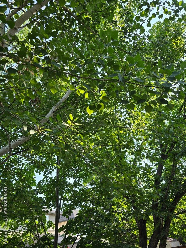 Fototapeta premium trees in the forest