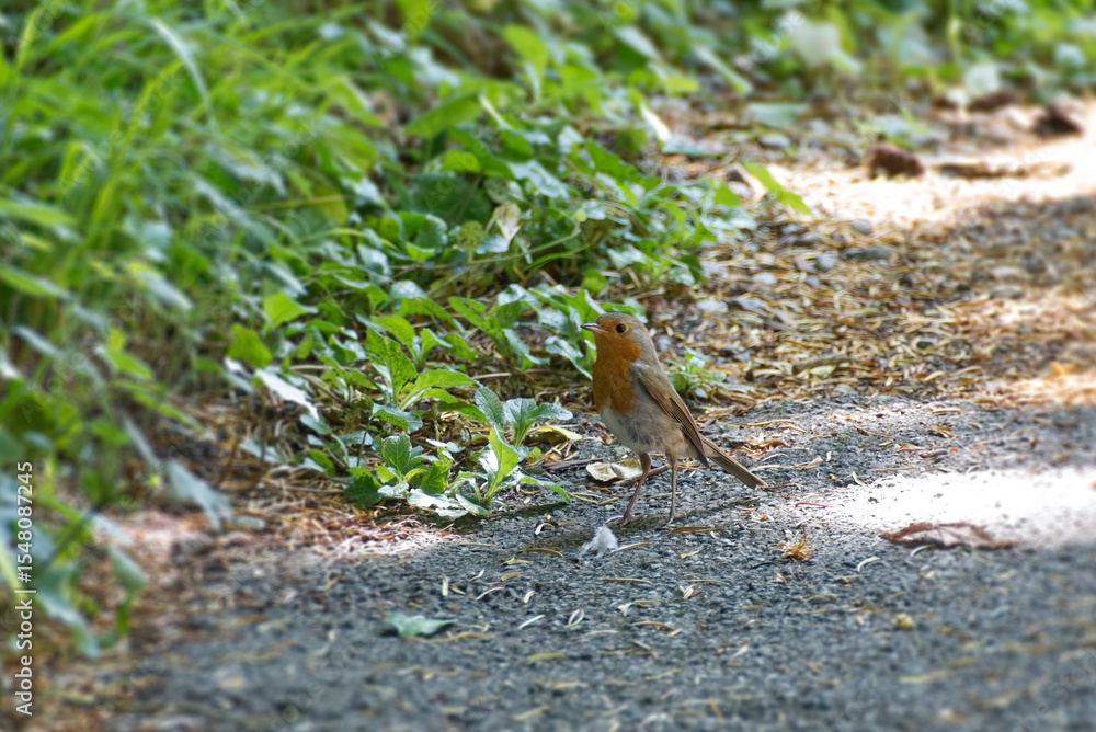 Obraz premium European robin (Erithacus rubecula) sitting on stone path in Zurich, Switzerland