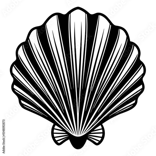 seashell on black background