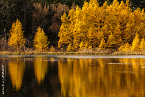 Autumn tamaracks explode with their autumn gold along the shoreline, reflecting off Mid Lake on a late October morning within Hartman Creek State Park, Waupaca, Wisconsin