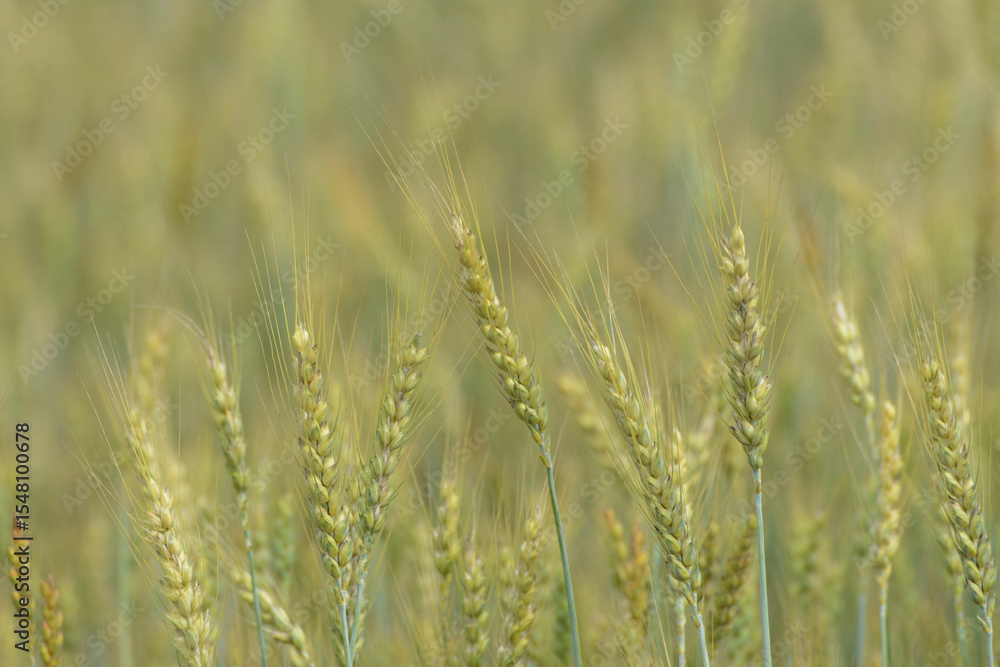 Fototapeta premium Grannenweizen, Triticum aestivum