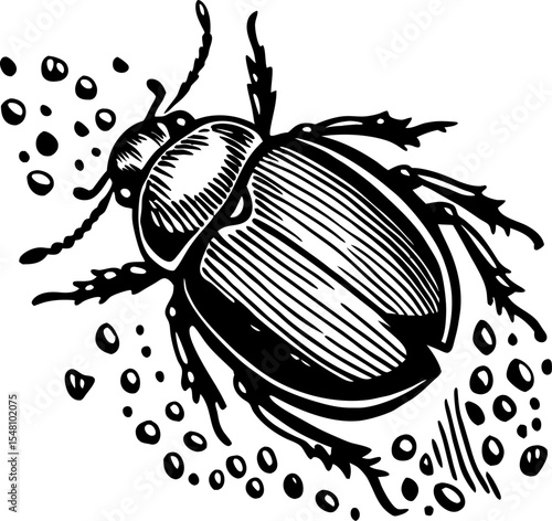 Detailed scarab beetle illustration black and white engraving insect art with textured shell and legs
