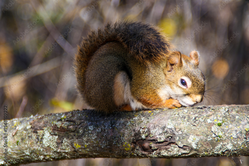 Fototapeta premium Curled-Up Red Squirrel Enjoying the Autumn Sunlight