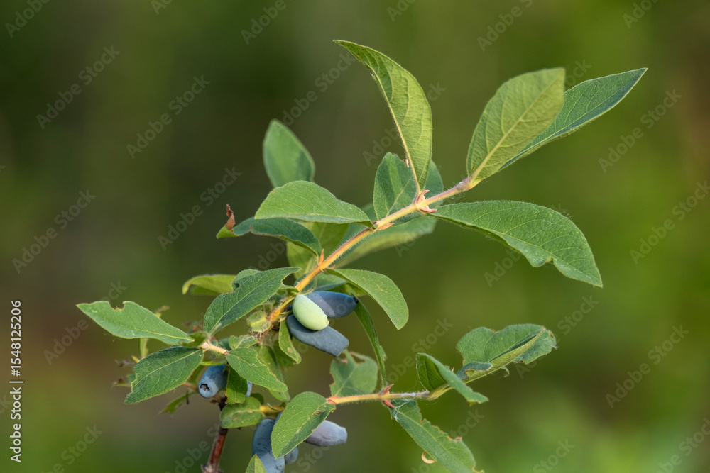 Ripe honeysuckle berries on the branches of a bush in the garden.