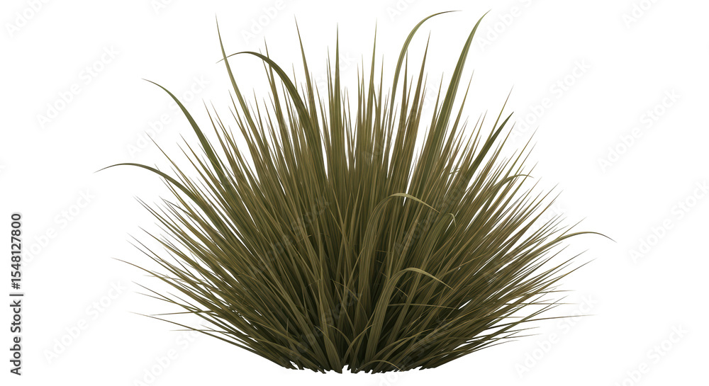 Obraz premium Isolated decorative grass bush