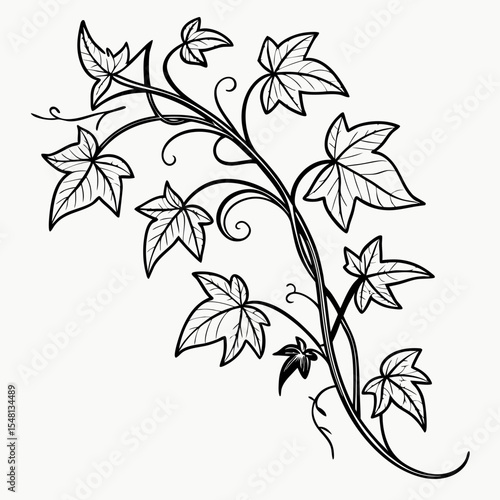 Detailed Ink Sketch of an Ivy Vine Curling Naturally