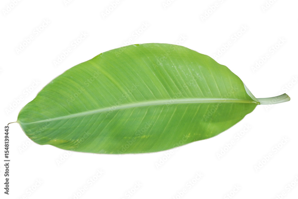 Obraz premium real Vibrant Green Banana Leaf Isolated on transparent Background
