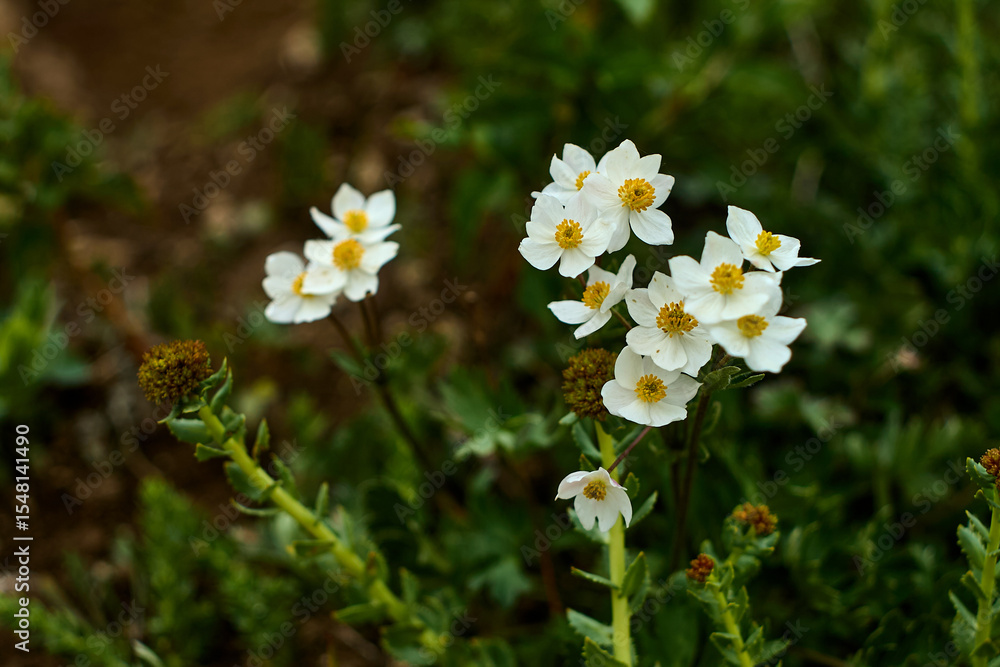 Obraz premium A cluster of delicate white flowers with yellow centers, likely anemone or potentilla. Growing against green vegetation, adding freshness to the mountain landscape of Tashkent Region, Uzbekistan