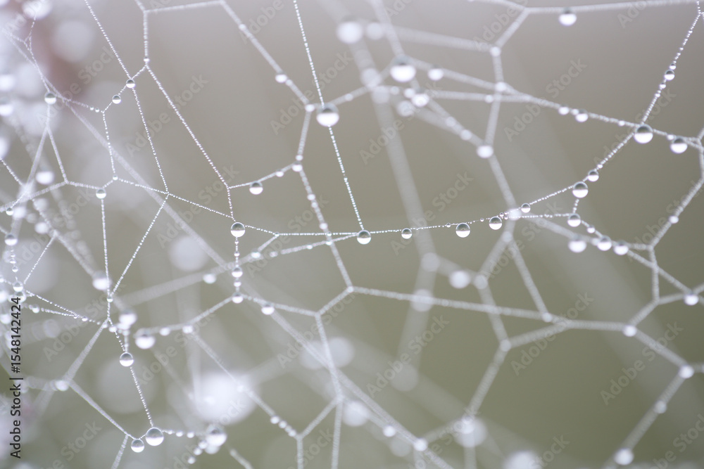 Fototapeta premium Cobweb with dew drops along the strands. Taken near Salisbury, England.