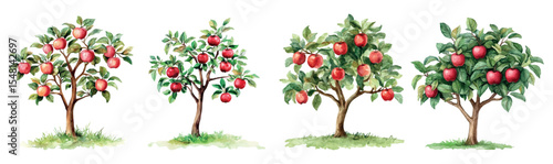 Watercolor set of apple trees with ripe apples png. Apple trees with green leaves and ripe red apples. Concept of orchard, harvest, etc. Vector illustration.