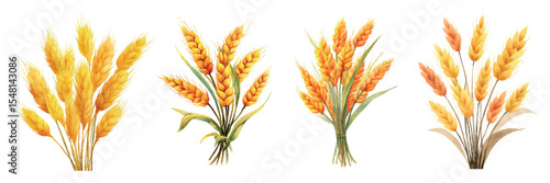 Watercolor set of golden wheat ears png. Bouquet of golden wheat ears and leaves on a transparent background. Harvest, agriculture concept. Cereal crops. Vector illustration.