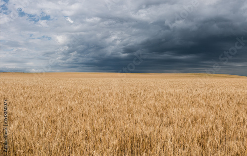 Wheat field western Nebraska