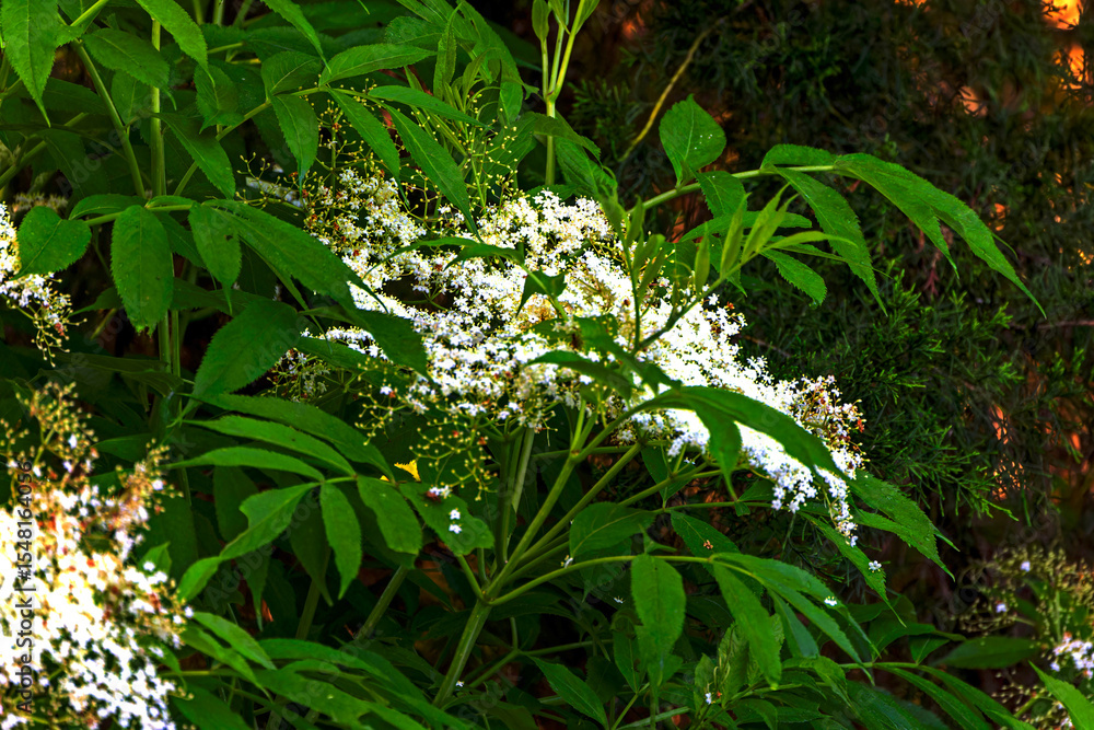 Obraz premium Black elderberry (Sambucus nigra) blooms in nature in spring