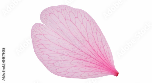 Delicate Pink Petal Against White Background, Floral Beauty Macro Still Life