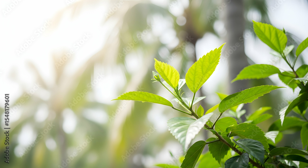 Obraz premium Hibiscus Bush With Tender Leaves In Bright Sunlight, Tropical Foliage