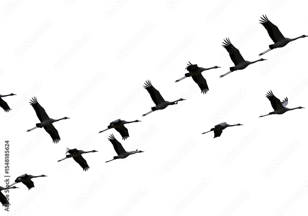 Obraz premium Isolated Flock of Cranes Flying in Formation Graceful