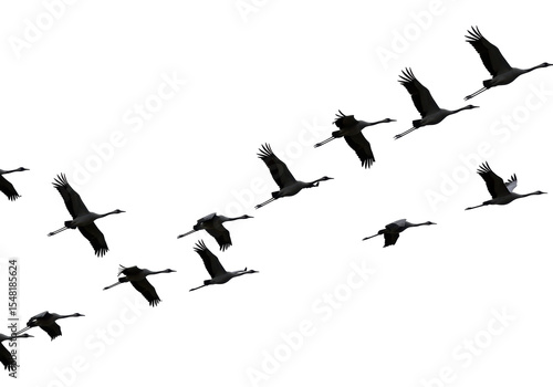 Isolated Flock of Cranes Flying in Formation Graceful